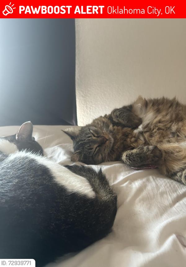 Lost Female Cat last seen Nw 13 , Oklahoma City, OK 73107