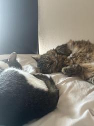 Lost Female Cat last seen Nw 13 , Oklahoma City, OK 73107
