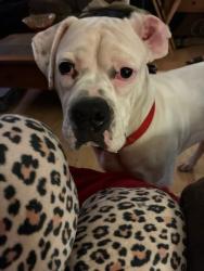 Reunited Male Dog last seen Inman Road (292) & Bobo, Wellford, SC 29385