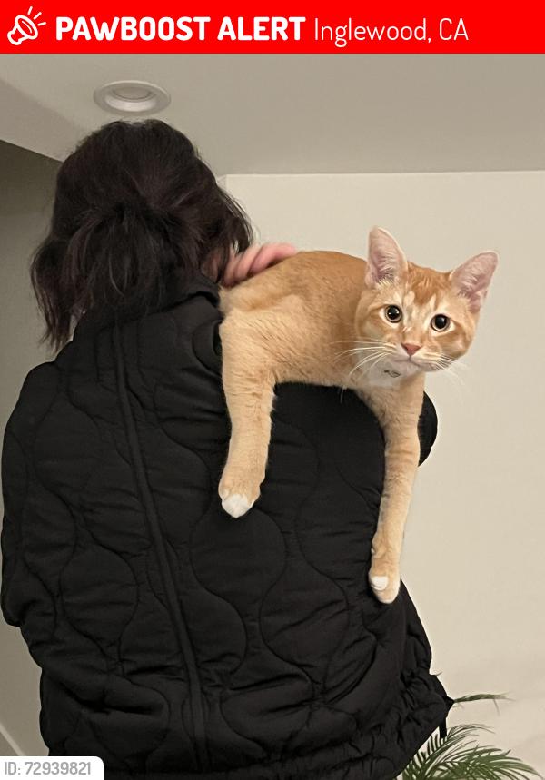 Lost Male Cat last seen Overhill dr, Inglewood, CA 90302