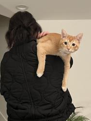 Lost Male Cat last seen Overhill dr, Inglewood, CA 90302