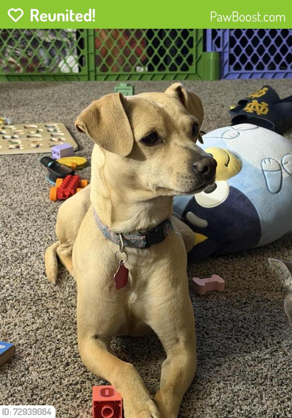 Reunited Female Dog last seen 91st and Yale, Tulsa, OK 74137