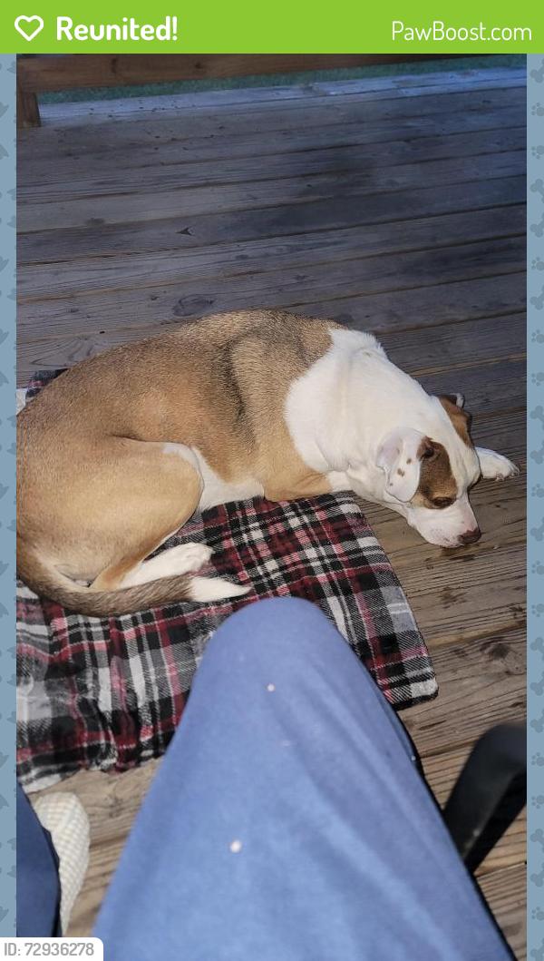 Reunited Male Dog last seen Sunset way and sunset ridge, College Station, TX 77845