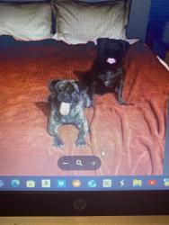 Lost Female Dog last seen Bridge and unser, Albuquerque, NM 87121
