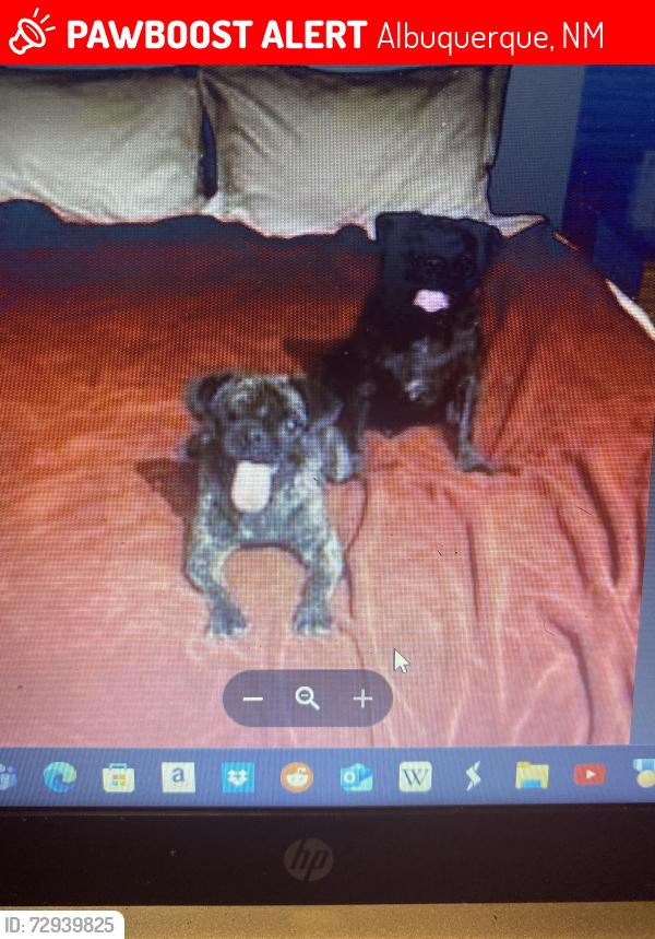 Lost Female Dog last seen Bridge and unser, Albuquerque, NM 87121