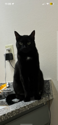 Reunited Male Cat last seen Near Morris ranch ct, Forney, TX 75126