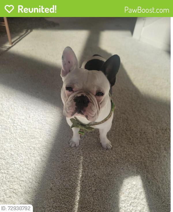 Reunited Male Dog last seen Jurupa st, Van Buren, Rutile , Riverside, CA 92509