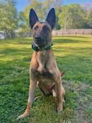 Lost Female Dog last seen Pellissippi pkwy, Louisville, TN 37777