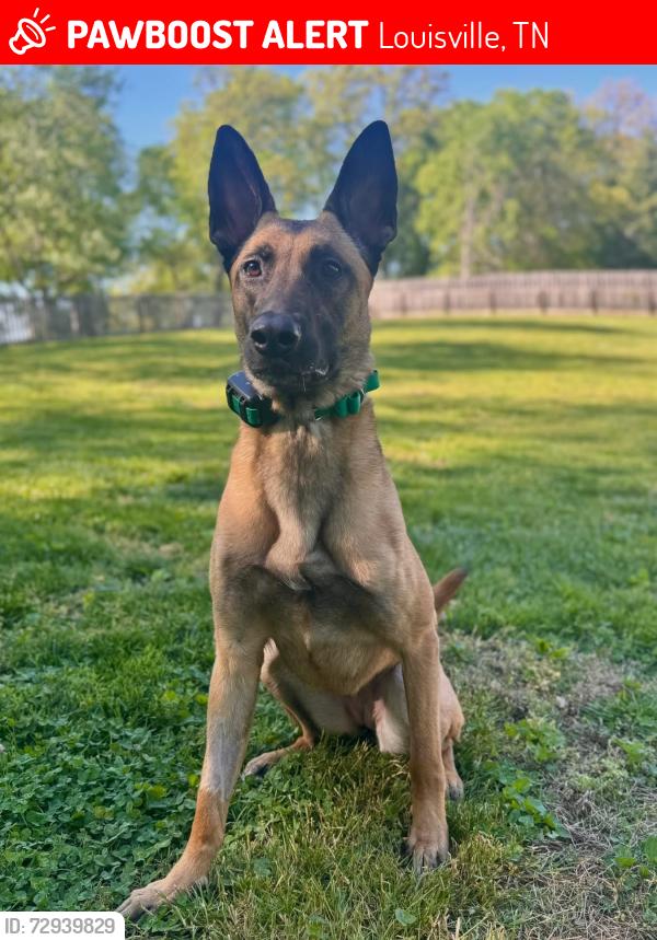 Lost Female Dog last seen Pellissippi pkwy, Louisville, TN 37777