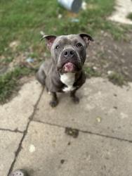Reunited Male Dog last seen Keswick Avenue , Richmond, VA 23224
