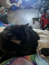 Lost Female Cat last seen Shields, Oklahoma City, OK 73129