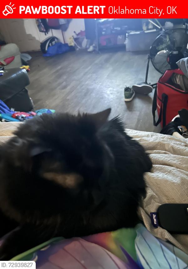 Lost Female Cat last seen Shields, Oklahoma City, OK 73129