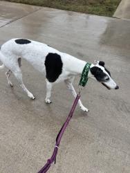 Reunited Female Dog last seen Woolstone drive by the neighborhood park, El Paso, TX 79928