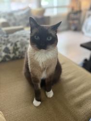 Lost Male Cat last seen Gilmartin and Paradise Valley Rd, San Diego, CA 92114
