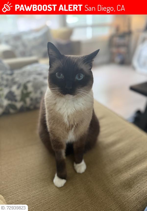 Lost Male Cat last seen Gilmartin and Paradise Valley Rd, San Diego, CA 92114