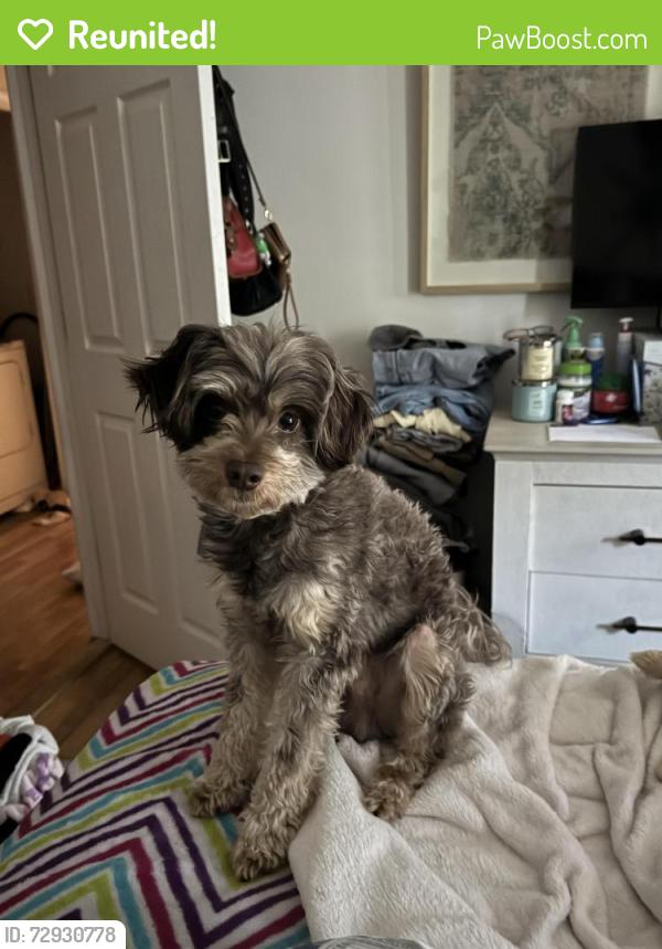 Reunited Male Dog last seen Pinson softball park , Pinson, AL 35126