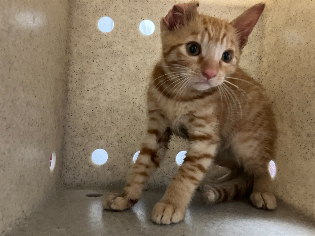 Shelter Stray Female Cat last seen Near W 15th Avenue, Escondido, CA, 92025, Escondido, CA 92027