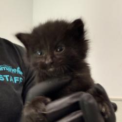 Shelter Stray Female Cat last seen Keeler Avenue, San Diego, CA, 92113, San Diego, CA 92110