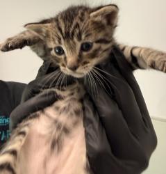 Shelter Stray Male Cat last seen Keeler Avenue, San Diego, CA, 92113, San Diego, CA 92110