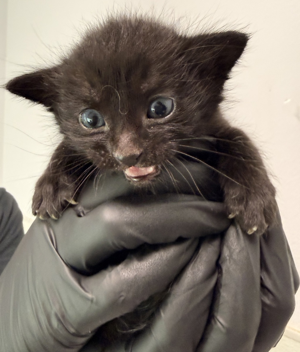 Shelter Stray Male Cat last seen Keeler Avenue, San Diego, CA, 92113, San Diego, CA 92110