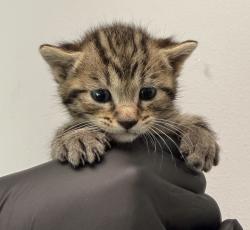 Shelter Stray Female Cat last seen Keeler Avenue, San Diego, CA, 92113, San Diego, CA 92110