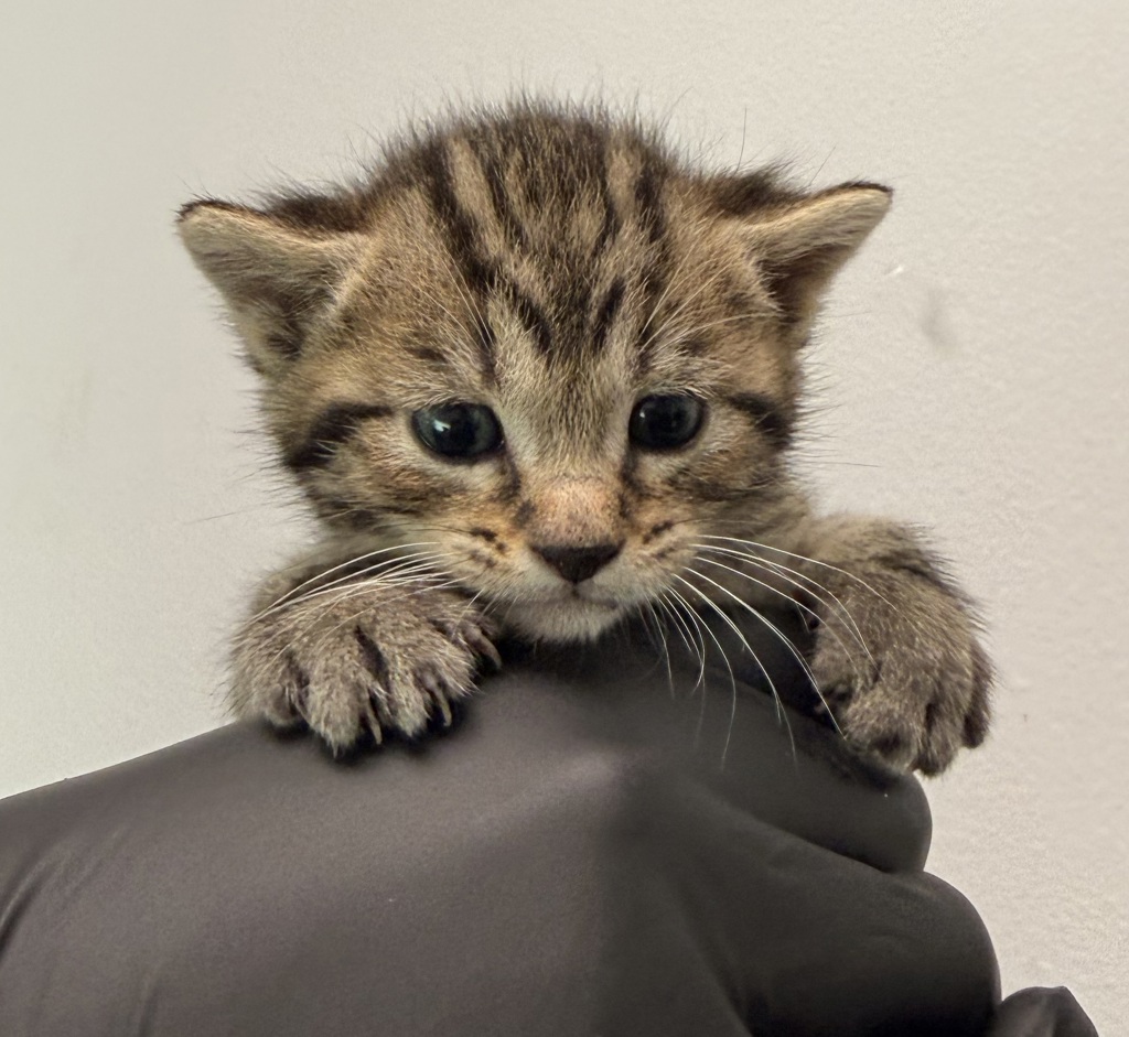 Shelter Stray Female Cat last seen Keeler Avenue, San Diego, CA, 92113, San Diego, CA 92110