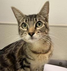 Shelter Stray Female Cat last seen Keeler Avenue, San Diego, CA, 92113, San Diego, CA 92110