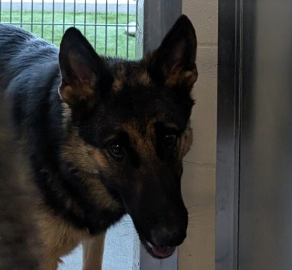 Shelter Stray Female Dog last seen Near E Madison Avenue, El Cajon, CA, 92021, El Cajon, CA 92020