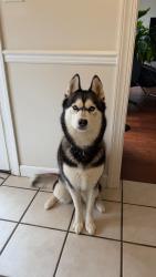 Reunited Female Dog last seen Near bell rd apartaments, Nashville, TN 37013