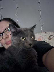 Lost Male Cat last seen Mall, Lithia Springs, GA 30122