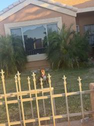 Found/Stray Female Dog last seen 84th ave and mulberry dr , Phoenix, AZ 85037