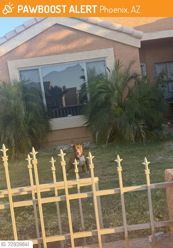 Found/Stray Female Dog last seen 84th ave and mulberry dr , Phoenix, AZ 85037