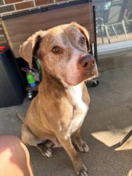 Reunited Male Dog last seen Hanley and Olive, St. Louis, MO 63130