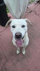 Reunited Male Dog last seen Near E McDermott Dr, Allen, TX 75002, Allen, TX 75002