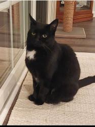 Lost Female Cat last seen Waterdam Rd McMurray Pa 15317, Canonsburg, PA 15317