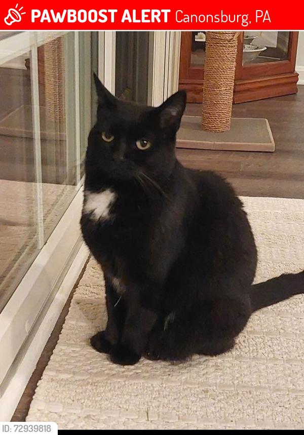 Lost Female Cat last seen Waterdam Rd McMurray Pa 15317, Canonsburg, PA 15317
