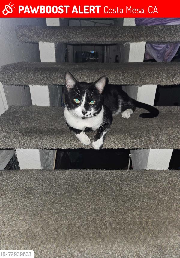 Lost Male Cat last seen 20th Street and Santa Ana Ave., Costa Mesa, CA 92627