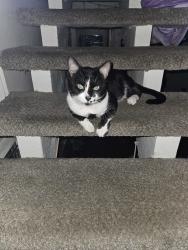 Lost Male Cat last seen 20th Street and Santa Ana Ave., Costa Mesa, CA 92627