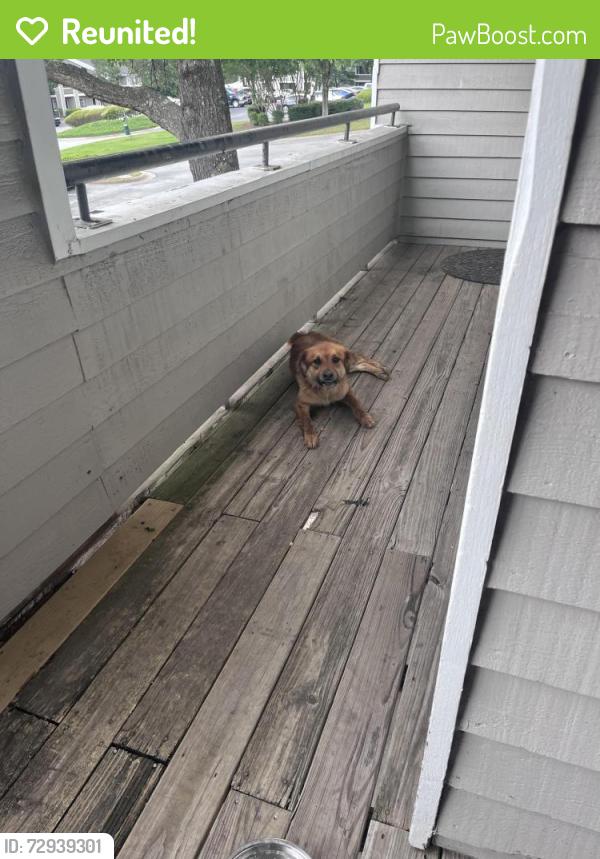 Reunited Unknown Dog last seen Emerson 1600 apmts , Smyrna, GA 30080