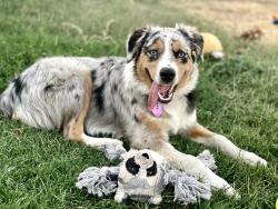Reunited Female Dog last seen w delano st and Elwyn ave, Elverta, CA 95626