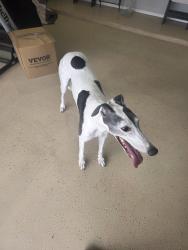 Found/Stray Female Dog last seen Loftus, El Paso County, TX 79928