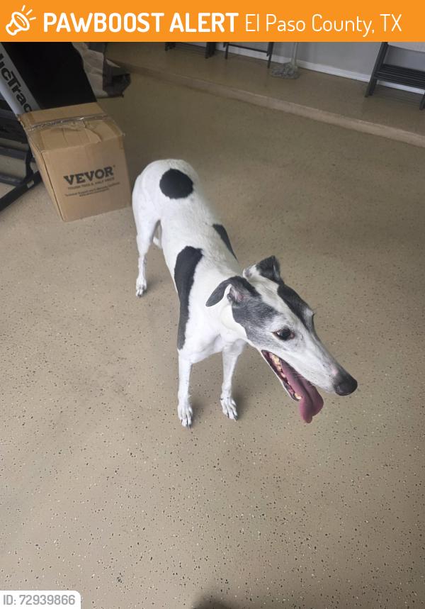 Found/Stray Female Dog last seen Loftus, El Paso County, TX 79928