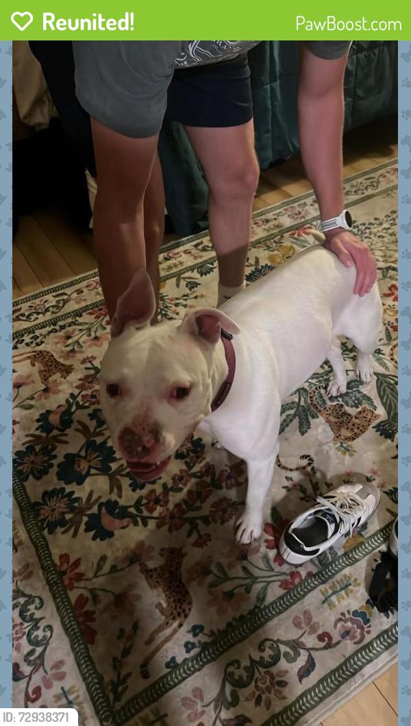 Reunited Female Dog last seen Found her roaming just north of BYU Marriott building, housed her overnight and she's at the shelter as of today. , Provo, UT 84604