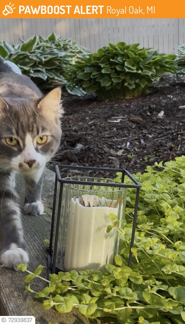 Found/Stray Unknown Cat last seen crooks & normandy., Royal Oak, MI 48073