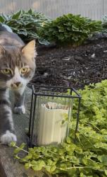 Found/Stray Unknown Cat last seen crooks & normandy., Royal Oak, MI 48073