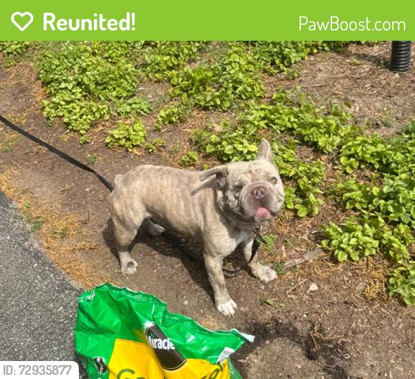 Reunited Male Dog last seen Lake Drive & E Hartford Ave, Milwaukee, WI 53211