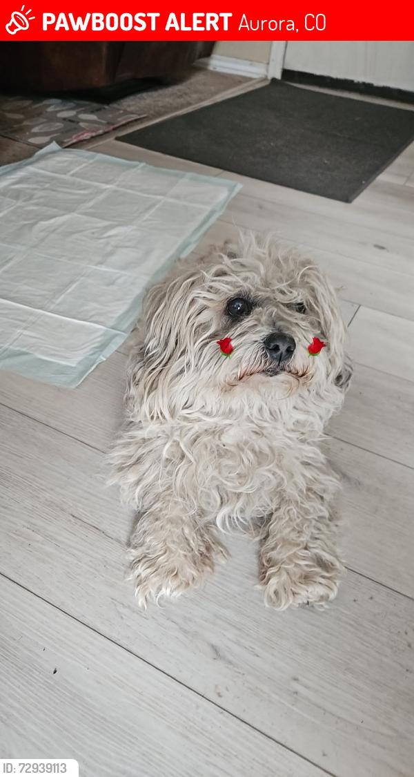 Lost Male Dog last seen E Iliff and E. Baltic pl, Aurora, CO 80014