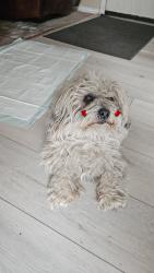 Lost Male Dog last seen E Iliff and E. Baltic pl, Aurora, CO 80014