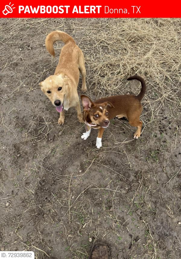 Lost Male Dog last seen N Trenton , Donna, TX 78537