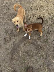Lost Male Dog last seen N Trenton , Donna, TX 78537